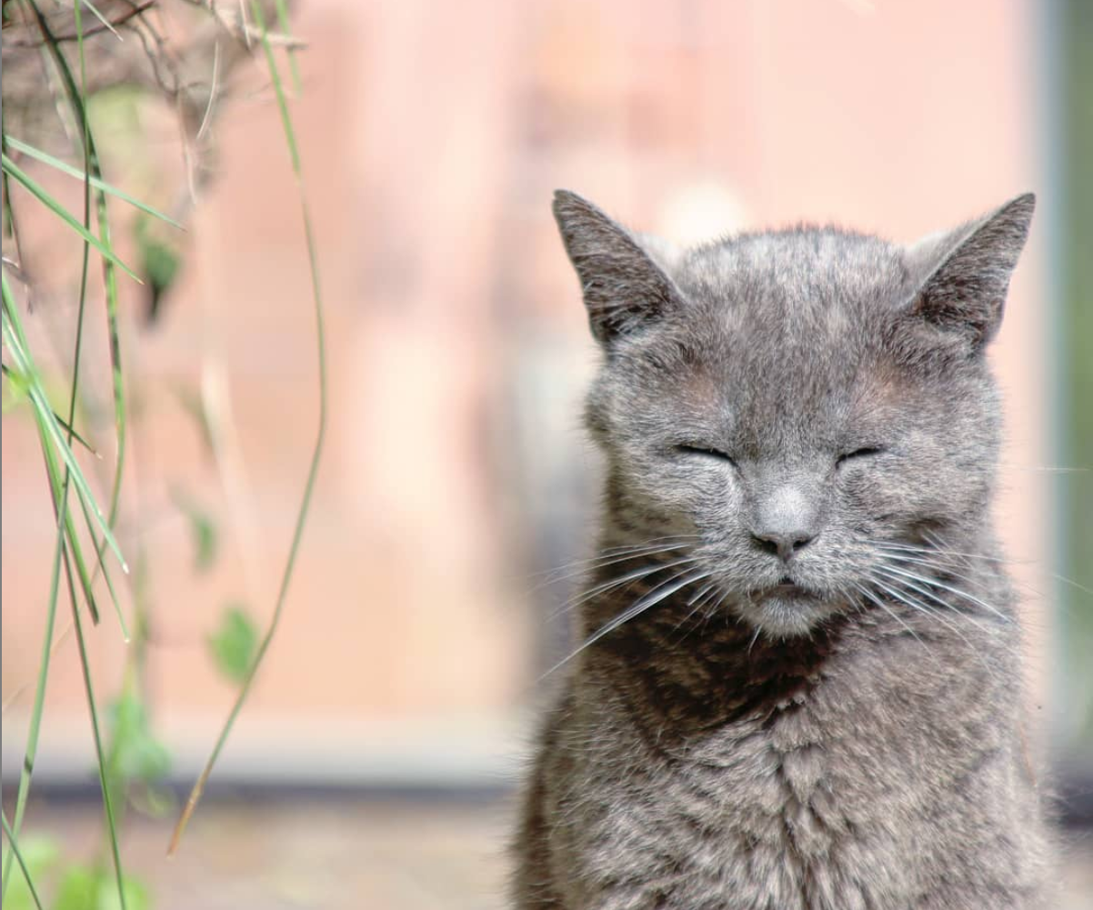 Photo de chat