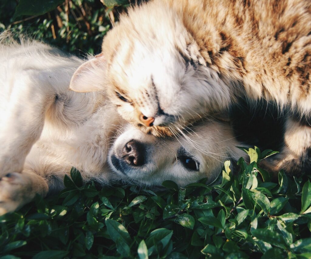 photo d'un chien et d'un chat