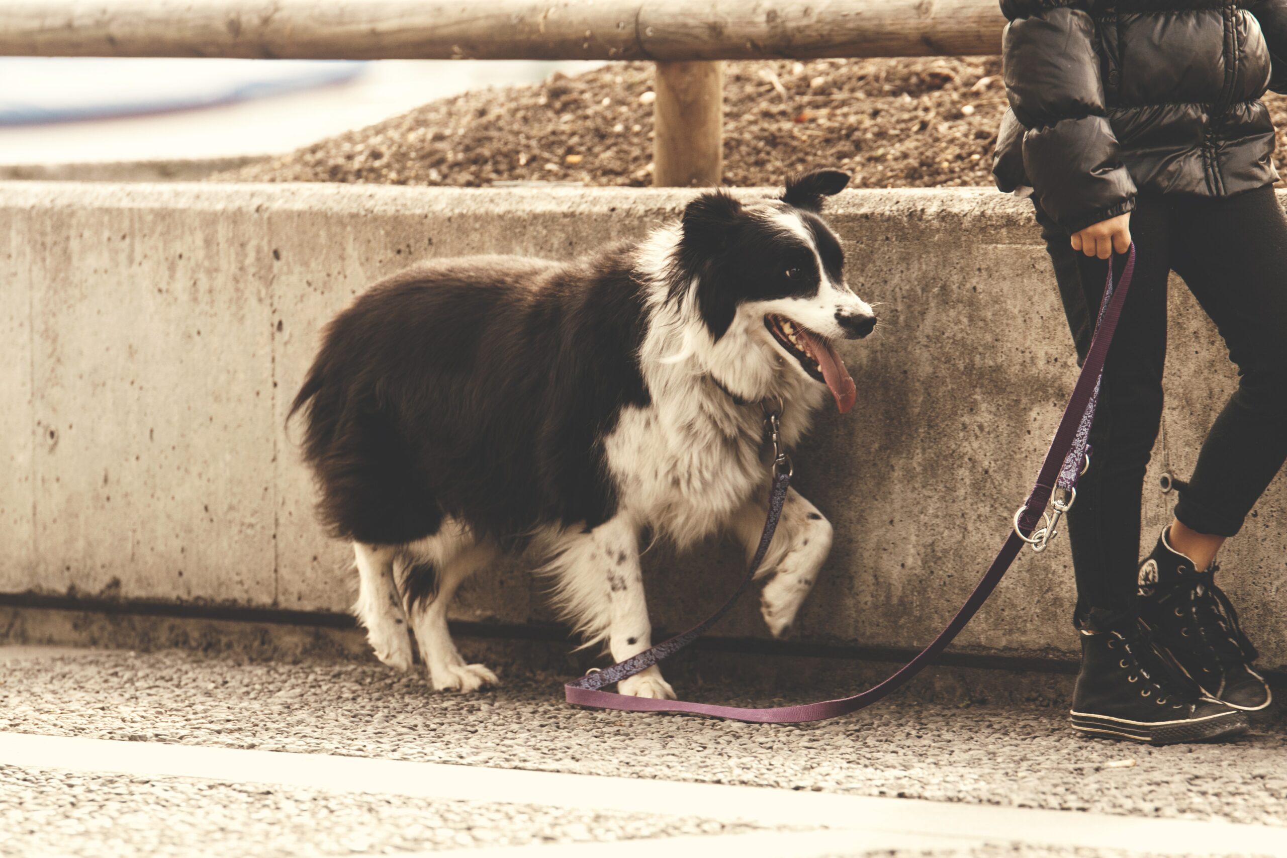 photo d'un chien