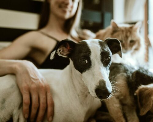 femme avec chien et chat